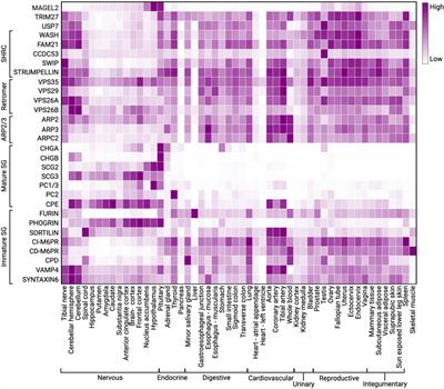 Cell-specific secretory granule sorting mechanisms: the role of MAGEL2 and retromer in hypothalamic regulated secretion